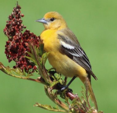 Female Baltimore Oriole - SkySpy Photos, Images, Video